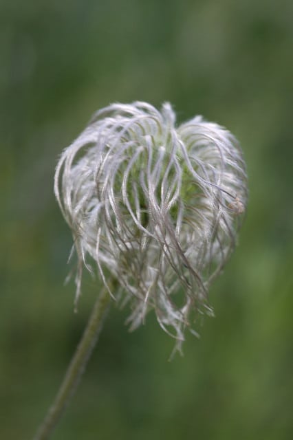 Clematis hirsutissima