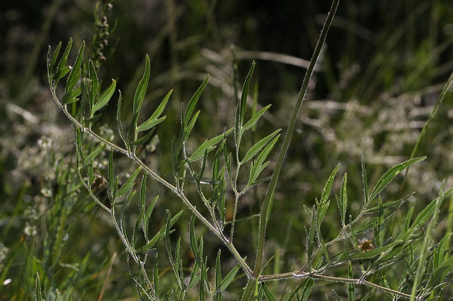 Clematis hirsutissima