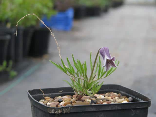 Clematis hirsutissima (Clematis hirsutissima)