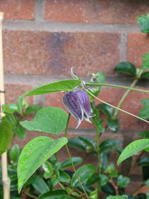 Clematis ianthina