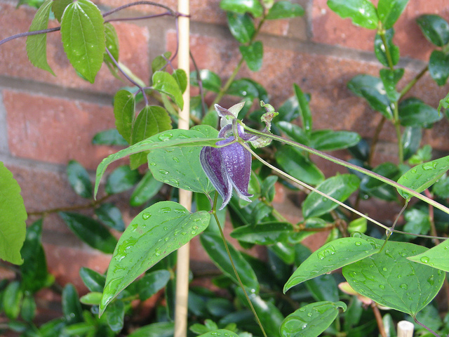 Clematis ianthina