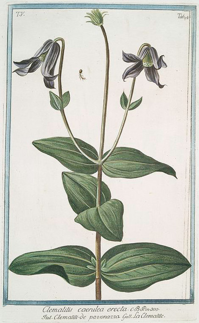 Clématite à feuilles entières