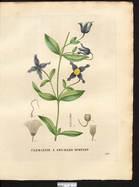 Clématite à feuilles entières