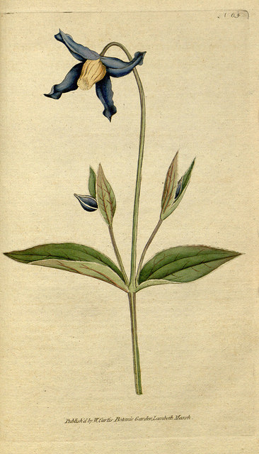 Clématite à feuilles entières