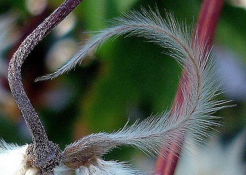 Clématite à feuilles entières