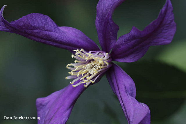 Clématite à feuilles entières (Clematis integrifolia)