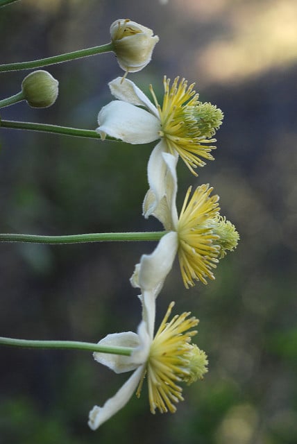 Clematis lasiantha