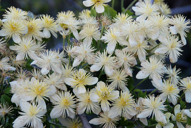 Clematis lasiantha