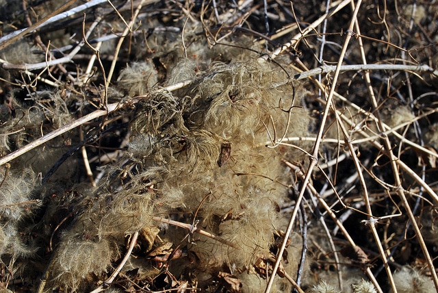 Clematis lasiantha