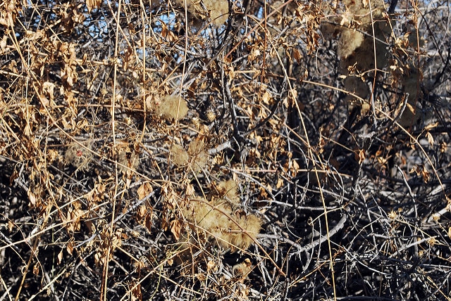 Clematis lasiantha