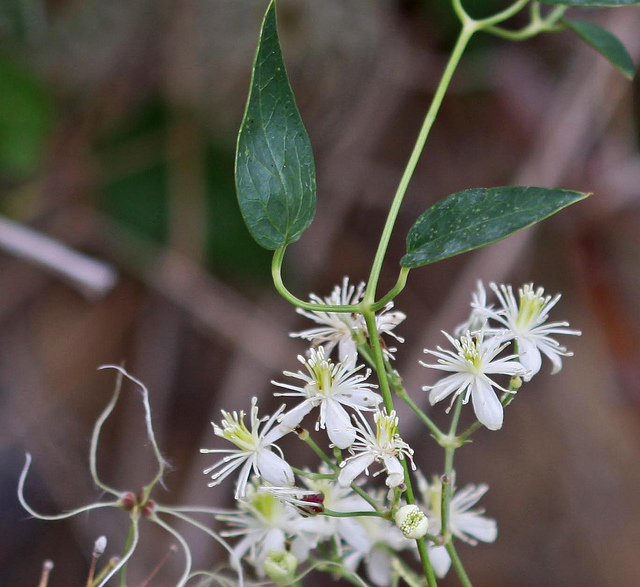 Clématite (Clematis ligusticifolia)