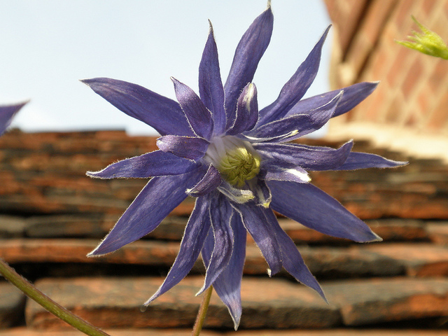 Clématite macropetala