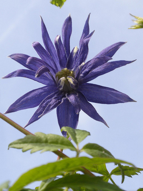 Clématite macropetala