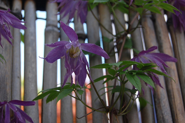 Clématite macropetala (Clematis macropetala)