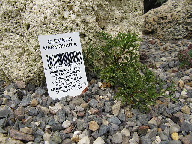 Clematis marmoraria (Clematis marmoraria)