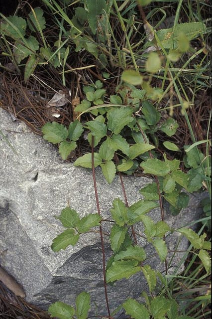 Liane arabique (Clematis mauritiana)