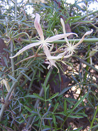 Clematis microphylla