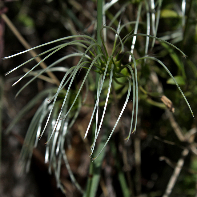Clematis microphylla