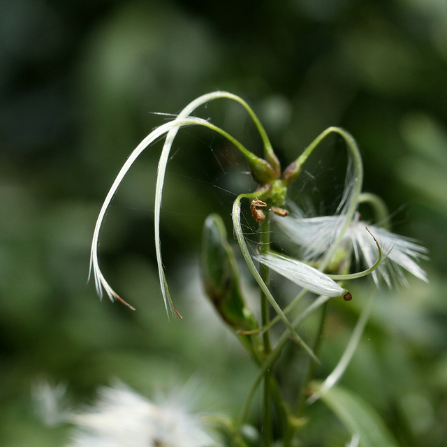Clematis microphylla