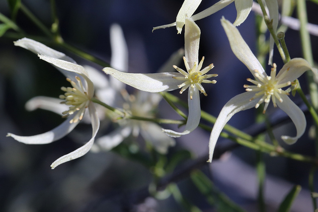 Clematis microphylla