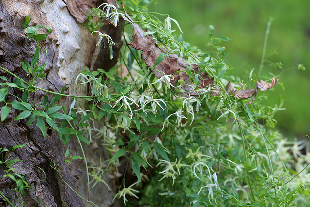 Clematis microphylla