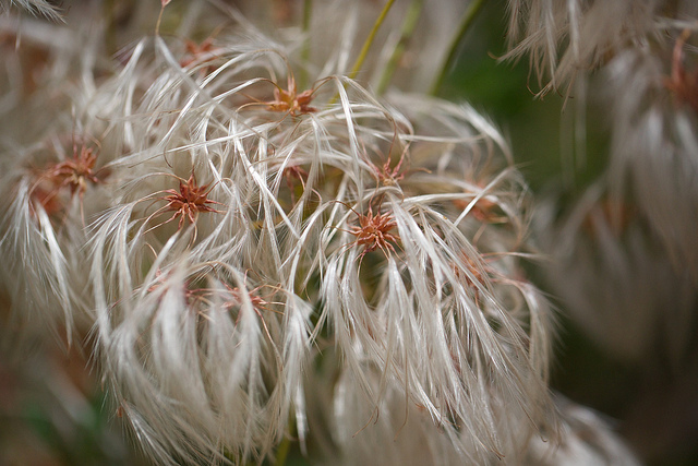 Clematis microphylla