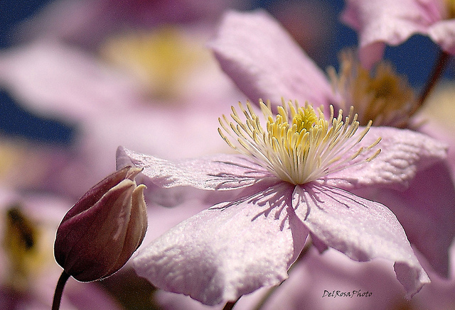 Clématite des montagnes (Clematis montana)