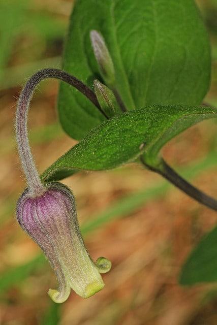 Clematis ochroleuca