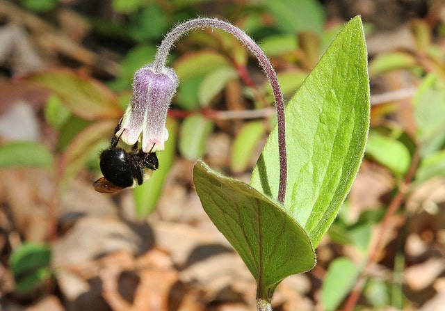 Clematis ochroleuca