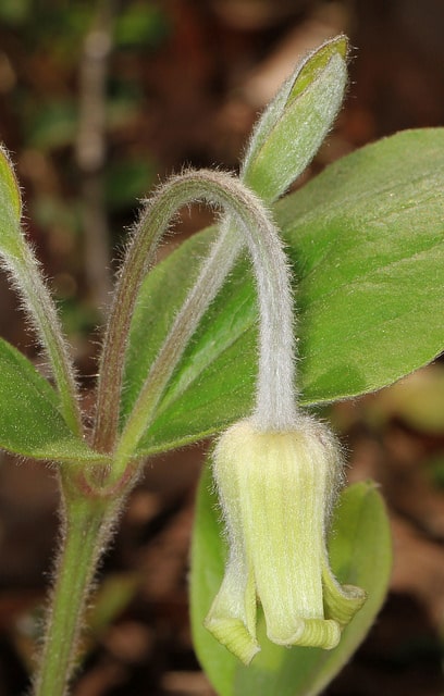 Clematis ochroleuca