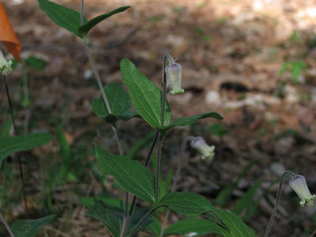 Clematis ochroleuca (Clematis ochroleuca)