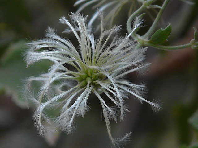 Clématite orientale (Clematis orientalis)