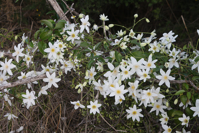 Clematis paniculata