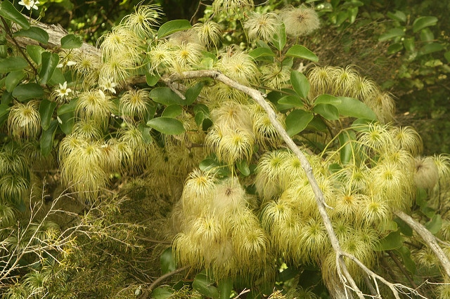 Clematis paniculata