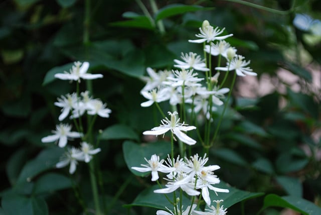 Clematis paniculata