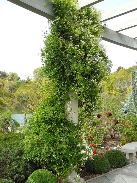 Clematis paniculata