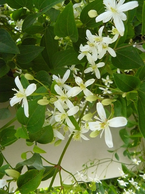 Clematis paniculata