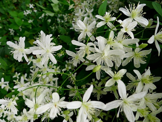 Clematis paniculata