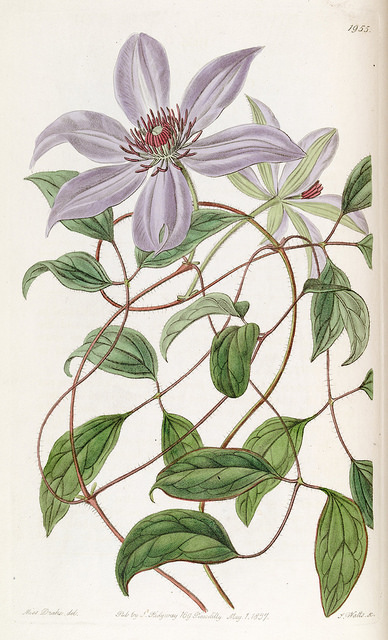 Clematis patens