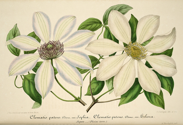 Clematis patens