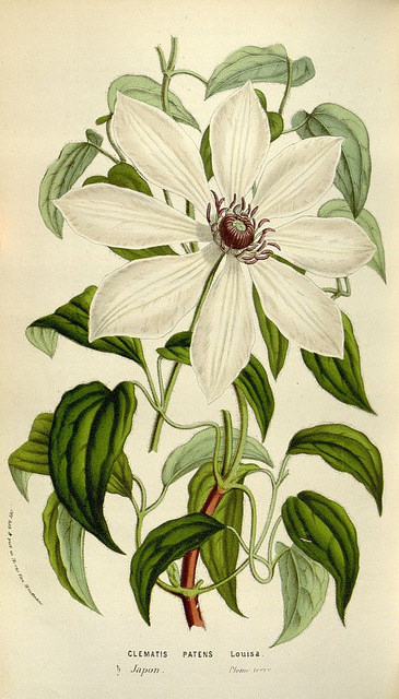 Clematis patens