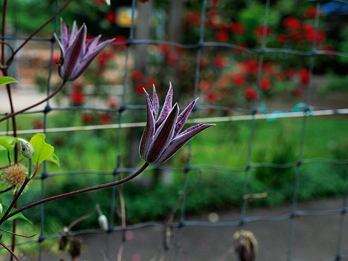 Clematis patens