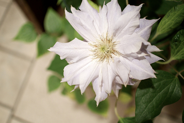 Clematis patens