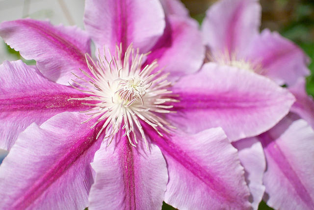 Clematis patens