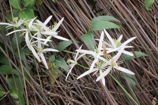 Clématite pubescente