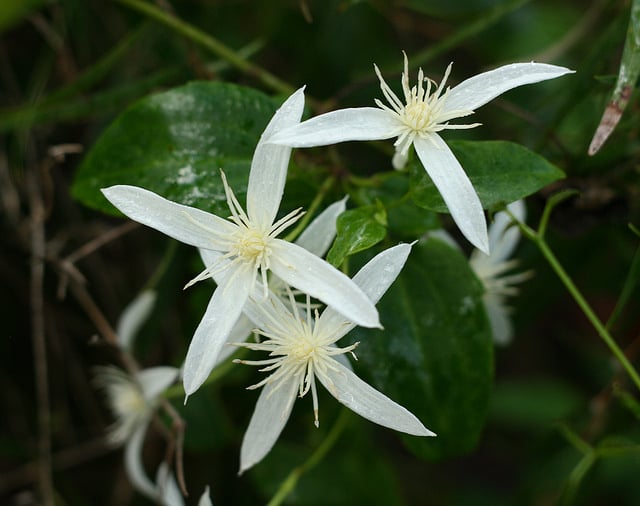 Clématite pubescente