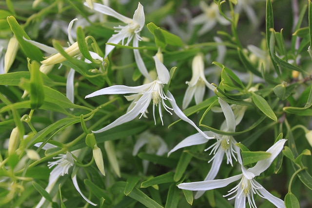Clématite pubescente (Clematis pubescens)
