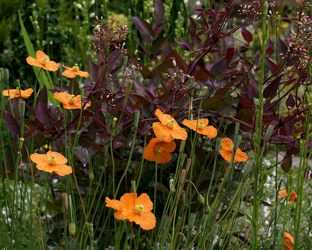 Clématite droite (Clematis recta)
