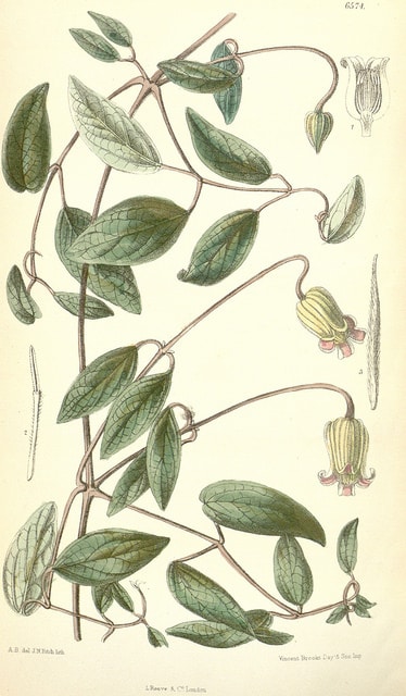 Clematis reticulata