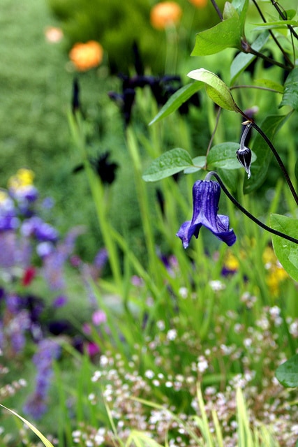 Clematis reticulata
